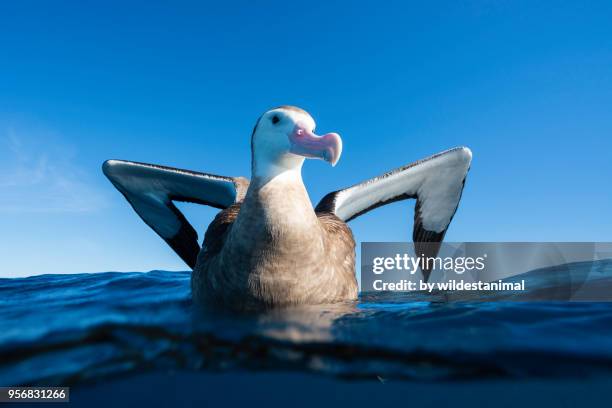 antipodean albatross on the water, new zealand. - diomedea epomophora stock pictures, royalty-free photos & images