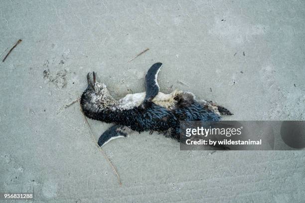 dead little blue penguin on a sandy beach, east coast of north island of new zealand. - dead body sand stock pictures, royalty-free photos & images