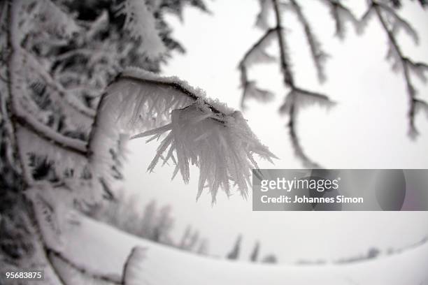 Snow crystals cover spruce trees on January 11, 2010 near Diessen am Ammersee, Germany. Depression 'Daisy' brought havoc in Germany as treacherous...