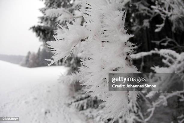 Snow crystals cover spruce trees on January 11, 2010 near Diessen am Ammersee, Germany. Depression 'Daisy' brought havoc in Germany as treacherous...