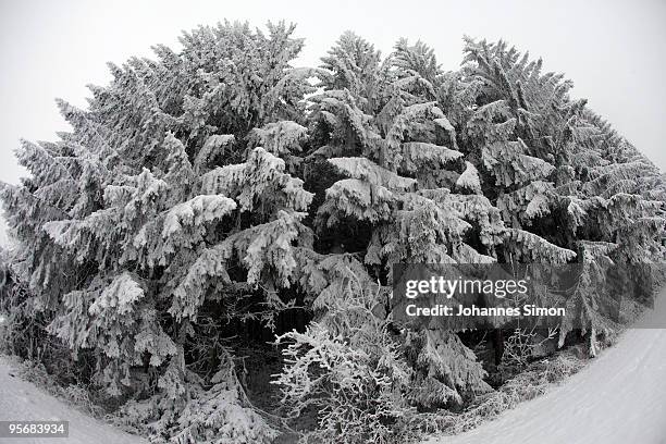 Snow and frost covers a forest on January 11, 2010 near Diessen am Ammersee, Germany. Depression 'Daisy' brought havoc in Germany as treacherous...