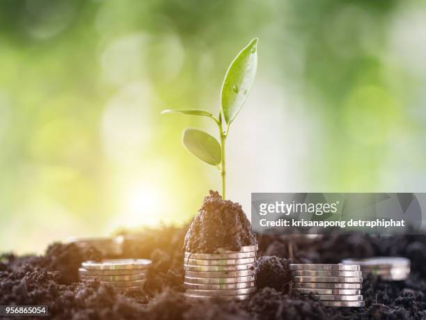 save money for investment concept,money,tree,financial planning for the future,growth of business - save money stock-fotos und bilder