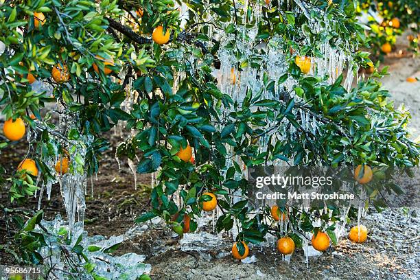 Ice covers oranges on a tree creating a protective shell in a commercial grove January 11, 2010 near Winter Garden, Florida. Sub-freezing...