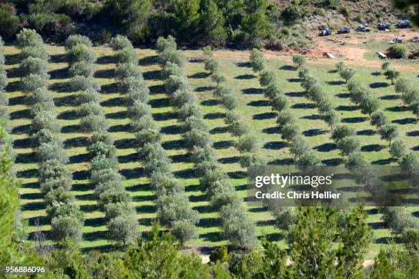 olive trees and shadow patterns provence - grove stock pictures, royalty-free photos & images