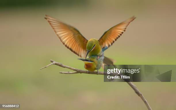 blue-tailed bee-eater in make love action - phetchaburi stock pictures, royalty-free photos & images