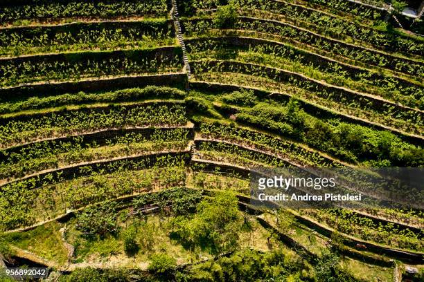 terraced fields in cinque terre, italy - riomaggiore stock pictures, royalty-free photos & images