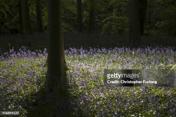 Bluebells bloom in a wood in the Cheshire countryside on April 24, 2015 in Knutsford, England. The UK accounts for half of the world's bluebell...