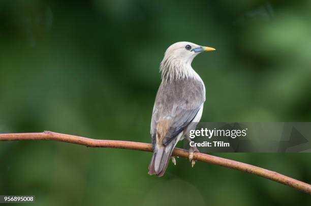 chestnut-tailed starling; sturnia malabarica - malabarica stock pictures, royalty-free photos & images