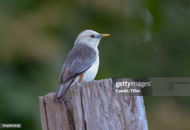 chestnut-tailed starling; sturnia malabarica - malabarica stock pictures, royalty-free photos & images