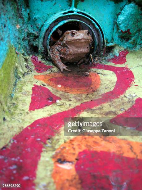 toad - canal disney stock pictures, royalty-free photos & images