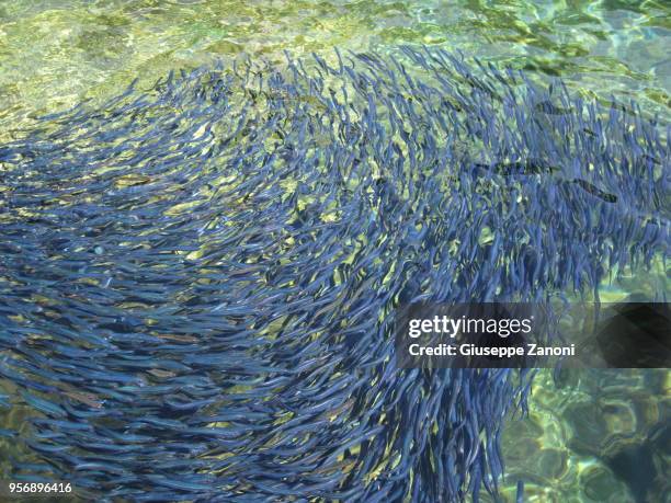 Mini Fish Blue Small Blue Fish Photos and Premium High Res Pictures - Getty Images