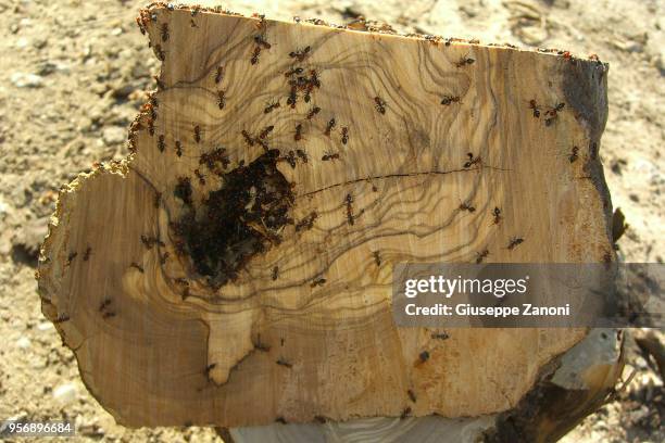 ants with anthill - ants in house stock pictures, royalty-free photos & images