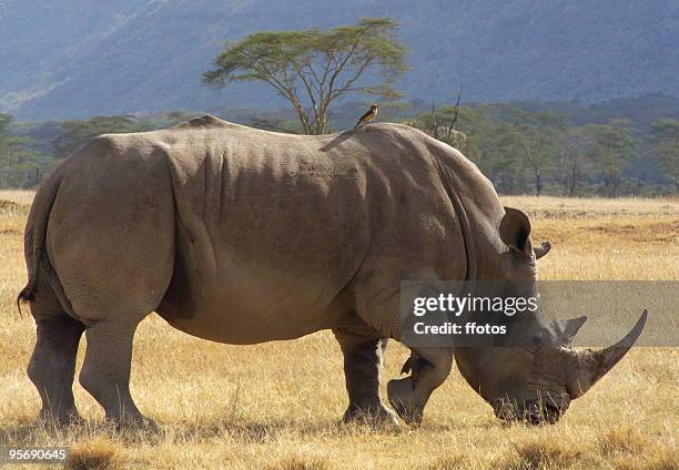 white rhino at the nakuru lake - lake nakuru fotografías e imágenes de stock