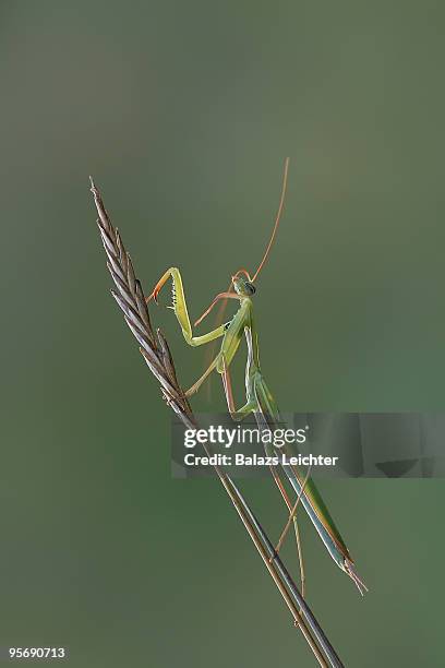 mantis religiosa - leichter stockfoto's en -beelden