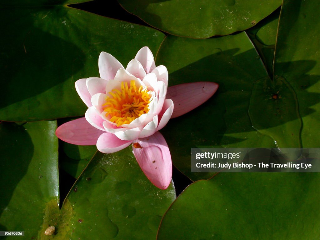 Pink Water Lily flower bloom on lilypad background