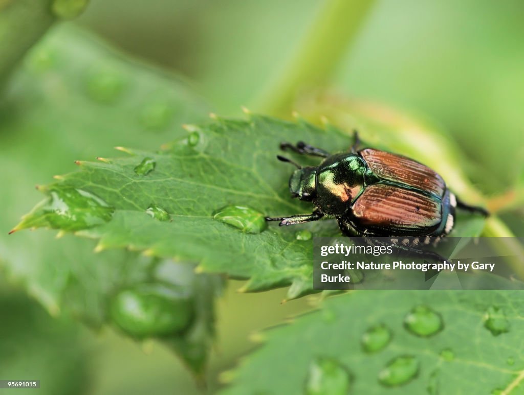 Japanese Beetle on Leaf