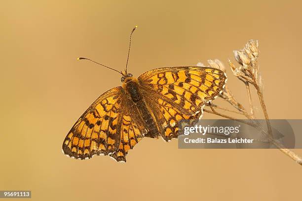 melitaea phoebe - leichter stockfoto's en -beelden