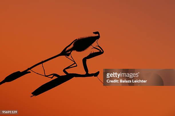 praying mantis silhouette - leichter stockfoto's en -beelden