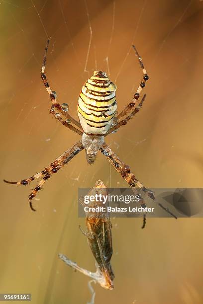 argiope bruennichi - leichter stockfoto's en -beelden