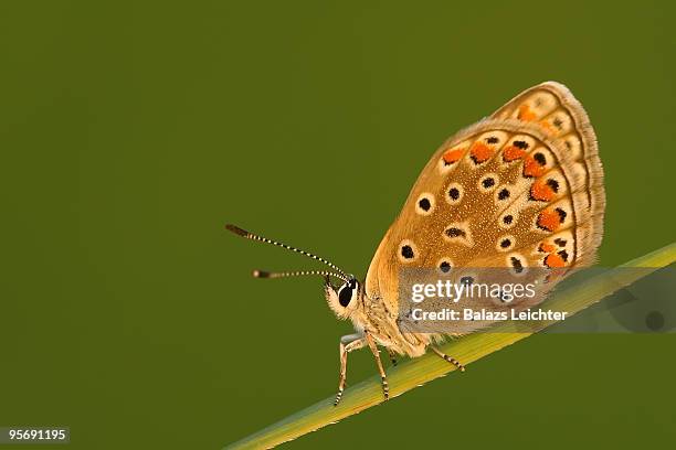 butterfly on leaf - leichter stockfoto's en -beelden