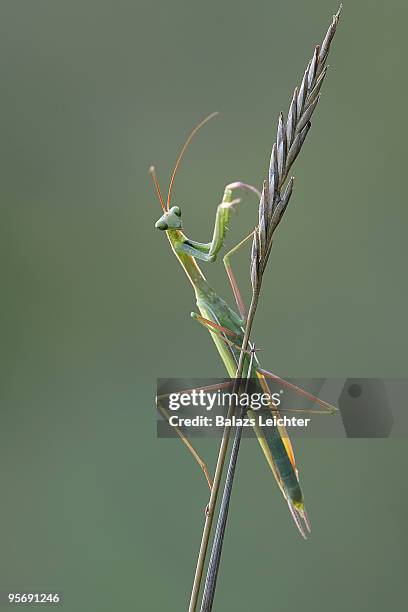 mantis religiosa - leichter stockfoto's en -beelden