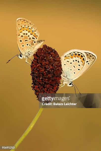 butterfly duo - leichter stock pictures, royalty-free photos & images