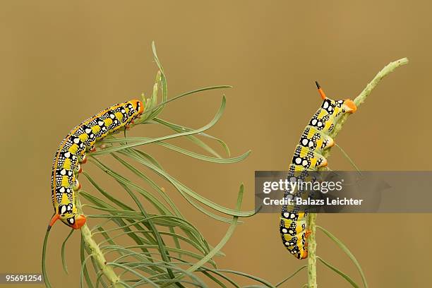 two caterpillar - leichter stockfoto's en -beelden