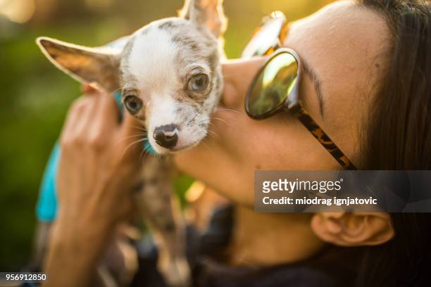 beautiful woman kissing her chihuahua puppy - extreme close up kiss stock pictures, royalty-free photos & images