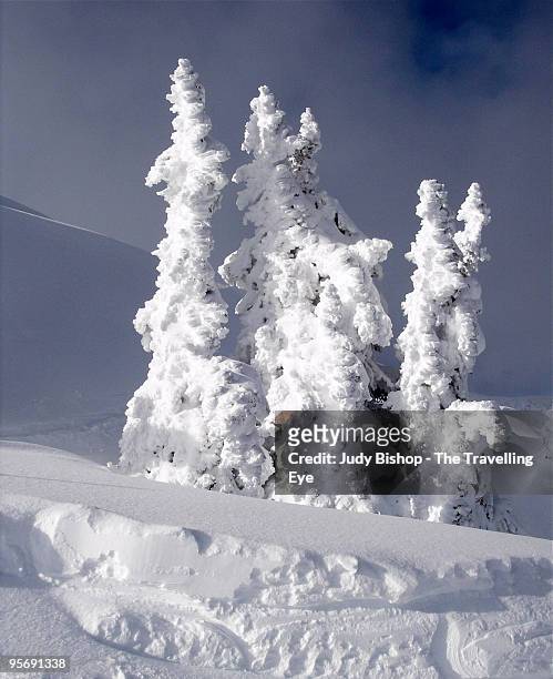 snow sculptures on backcountry trees - judy winter stock-fotos und bilder