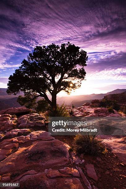 toroweap overlook,az - toroweap overlook stock-fotos und bilder