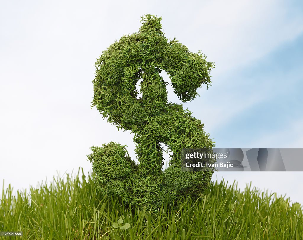 Dollar shaped plant in the grass