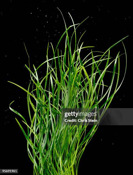 Dark Green Reeds Green Grass Reeds On Black High-Res Stock Photo - Getty Images