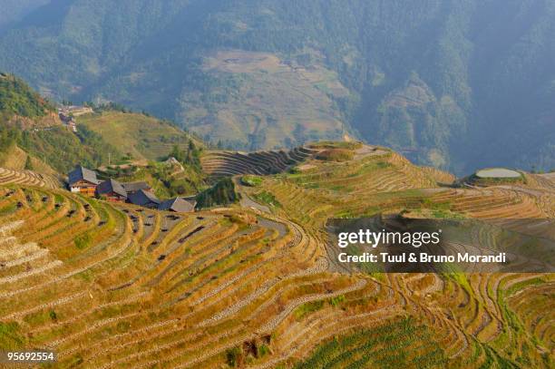 china, guangxi province, rice terraces at longji - longji tetian bildbanksfoton och bilder