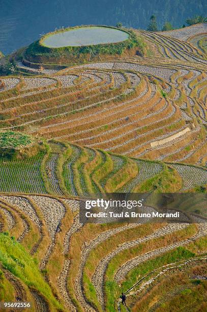 china, guangxi province, rice terraces at longji - longji tetian stock-fotos und bilder