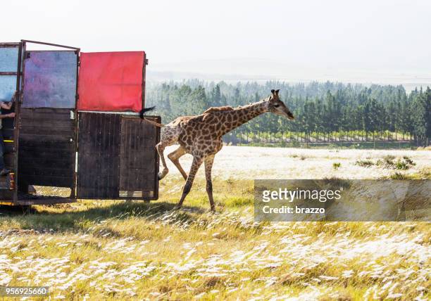 la giraffa viene rilasciata - releasing foto e immagini stock