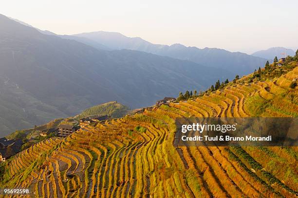 hina, guangxi province, rice terraces at longji - longji tetian foto e immagini stock