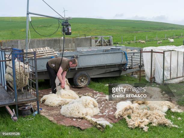 Shetland Sheep on the Orkney Islands. Sheep shearing on a paddock. It is a traditional. Hardy breed of the Northern Isles in Scotland. Europe. Great...