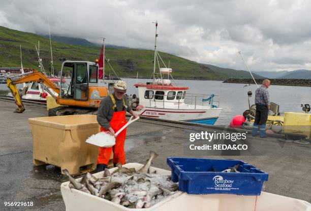 Landing the catch of cod in the harbour. Village Eidi located at the Sundini sound. The island Eysturoy one of the two large islands of the Faroe...