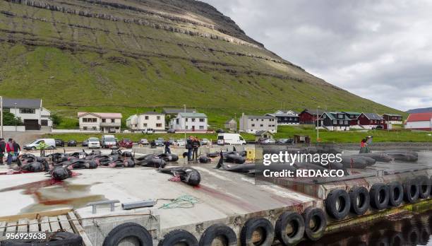 Whaling Long Finned Pilot Whale on the Faroe Islands. Hvannasund 2016. Whaling on the Faroe Islands is for subsistance and local consumption only....