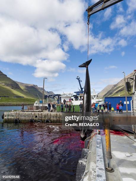 Whaling Long Finned Pilot Whale on the Faroe Islands. Hvannasund 2016. Whaling on the Faroe Islands is for subsistance and local consumption only....