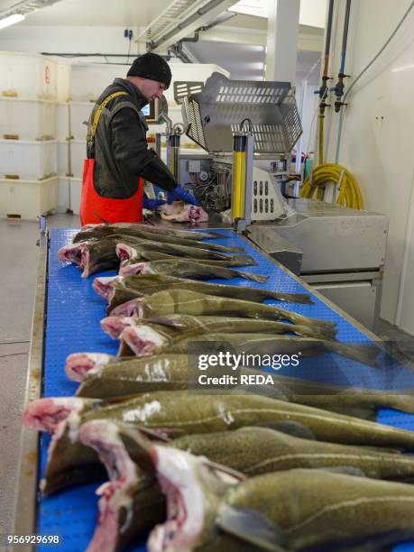 Cod Fish Processing Plant Sund Norway Photos and Premium High Res Pictures - Getty Images