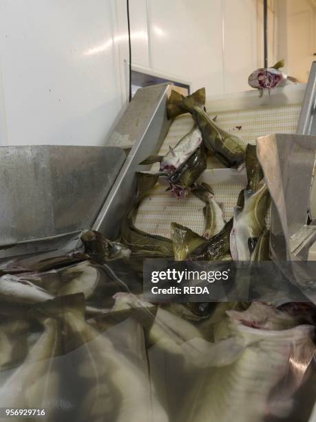 Cod Fish Processing Plant Sund Norway Photos and Premium High Res Pictures - Getty Images