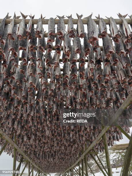 Drying Racks For Fish Fish Drying Racks Photos and Premium High Res Pictures - Getty Images