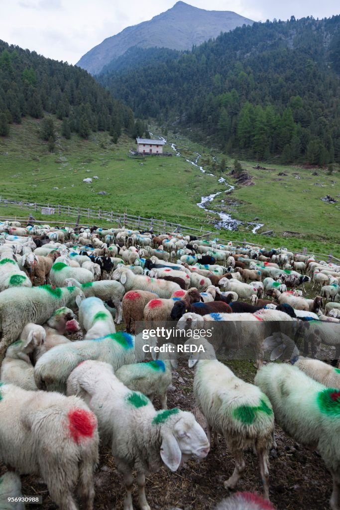 Transhumance