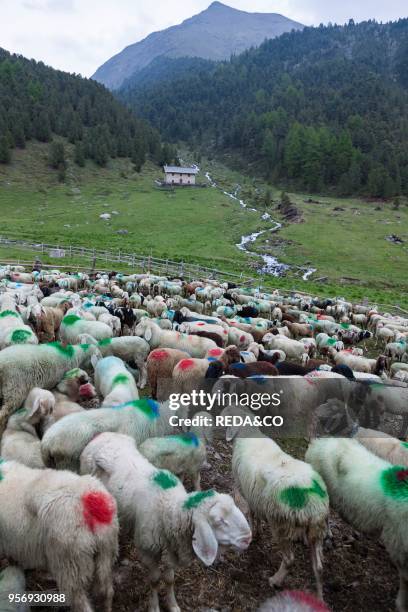 Transhumance. The great sheep trek across the main alpine crest in the Otztal Alps between South Tyrol. Italy. And North Tyrol. Austria. This very...