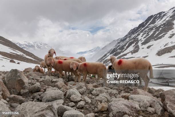 Transhumance. The great sheep trek across the main alpine crest in the Otztal Alps between South Tyrol. Italy. And North Tyrol. Austria. This very...