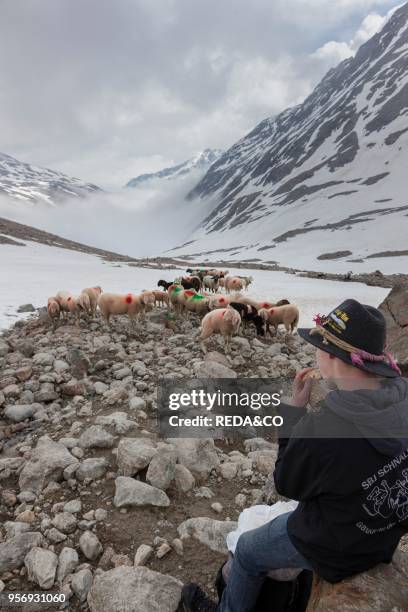 Transhumance. The great sheep trek across the main alpine crest in the Otztal Alps between South Tyrol. Italy. And North Tyrol. Austria. This very...