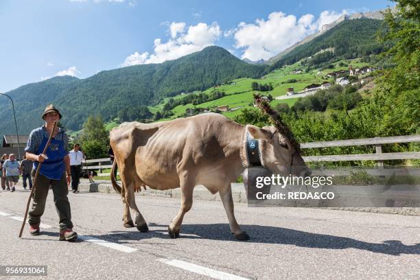 Cows returning from their summer pastures in the mountains for winter in the valley of Martell . At the end of summer the cows are driven back in a...