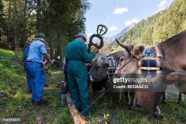 Cows returning from their summer pastures in the mountains for winter in the valley of Martell . At the end of summer the cows are driven back in a...