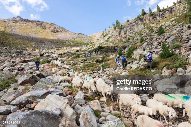 Transhumance - the great sheep trek across the main alpine crest in the Otztal Alps between South Tyrol. Italy. And North Tyrol. Austria. This very...